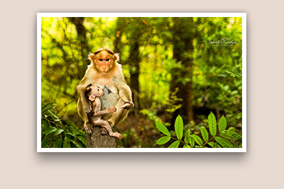 Widelife Photography SrikanthAnubojaPhotography