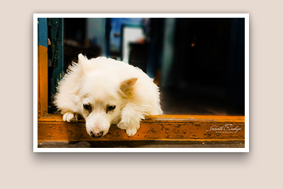 Pet Photography SrikanthAnubojaPhotography