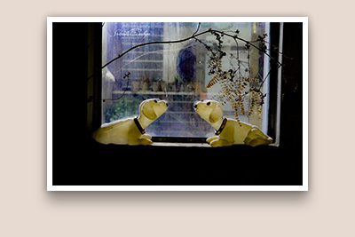 Still Life Photography SrikanthAnubojaPhotography